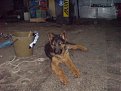 Натиснете снимката за да я уголемите

Име:DSC00073.jpg
Прегледи:1395
Размер:90.6 КБ
ID:5835680