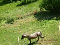 Натиснете снимката за да я уголемите

Име:DSCN0886.JPG
Прегледи:117
Размер:191.2 КБ
ID:5838697