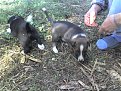 Натиснете снимката за да я уголемите

Име:24-09-08_1612.jpg
Прегледи:304
Размер:376.1 КБ
ID:5844235