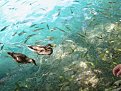 Натиснете снимката за да я уголемите

Име:plitvice 3_1.jpg
Прегледи:407
Размер:121.8 КБ
ID:5844393