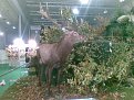 Натиснете снимката за да я уголемите

Име:02112008(012).jpg
Прегледи:126
Размер:171.7 КБ
ID:5846351