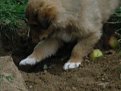 Натиснете снимката за да я уголемите

Име:IMGP0056.jpg
Прегледи:383
Размер:95.7 КБ
ID:5846432
