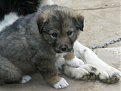 Натиснете снимката за да я уголемите

Име:IMGP0061.jpg
Прегледи:475
Размер:90.0 КБ
ID:5846433