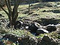 Натиснете снимката за да я уголемите

Име:DSC04342.jpg
Прегледи:166
Размер:286.0 КБ
ID:5848287