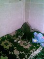 Натиснете снимката за да я уголемите

Име:Изображение018.jpg
Прегледи:245
Размер:97.2 КБ
ID:5865346