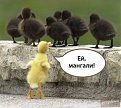 Натиснете снимката за да я уголемите

Име:ducks.jpg
Прегледи:302
Размер:43.5 КБ
ID:5873972