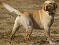 Натиснете снимката за да я уголемите

Име:Bongo_001.jpg
Прегледи:242
Размер:128.6 КБ
ID:5877578