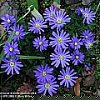 Натиснете снимката за да я уголемите

Име:th00---Anemone_blanda_atrocaerulea1.jpg
Прегледи:218
Размер:6.6 КБ
ID:5902652