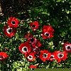 Натиснете снимката за да я уголемите

Име:th00---Anemone_coronaria_Hollandia_jmck_01.jpg
Прегледи:215
Размер:6.5 КБ
ID:5902653