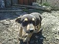 Натиснете снимката за да я уголемите

Име:10042011017.jpg
Прегледи:141
Размер:297.7 КБ
ID:5924818