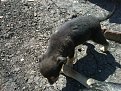 Натиснете снимката за да я уголемите

Име:10042011014.jpg
Прегледи:128
Размер:307.1 КБ
ID:5924819