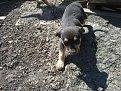 Натиснете снимката за да я уголемите

Име:10042011015.jpg
Прегледи:128
Размер:330.2 КБ
ID:5924820