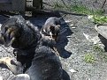 Натиснете снимката за да я уголемите

Име:10042011011.jpg
Прегледи:126
Размер:286.2 КБ
ID:5924821