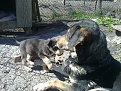 Натиснете снимката за да я уголемите

Име:10042011013.jpg
Прегледи:131
Размер:255.7 КБ
ID:5924822