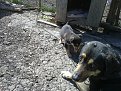 Натиснете снимката за да я уголемите

Име:10042011012.jpg
Прегледи:126
Размер:287.7 КБ
ID:5924823