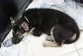 Натиснете снимката за да я уголемите

Име:DSC_0690-1.jpg
Прегледи:160
Размер:107.2 КБ
ID:5996058