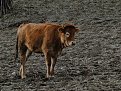 Натиснете снимката за да я уголемите

Име:DSC06894.jpg
Прегледи:485
Размер:253.2 КБ
ID:5996407