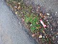 Натиснете снимката за да я уголемите

Име:DSC_0450.jpg
Прегледи:520
Размер:201.9 КБ
ID:6072353