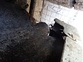 Натиснете снимката за да я уголемите

Име:DSC00821.jpg
Прегледи:840
Размер:124.1 КБ
ID:6080135
