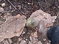 Натиснете снимката за да я уголемите

Име:20191224_144708.jpg
Прегледи:721
Размер:760.6 КБ
ID:6653875