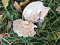 Натиснете снимката за да я уголемите

Име:IMG_20201119_144740.jpg
Прегледи:851
Размер:440.7 КБ
ID:6672825