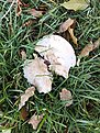 Натиснете снимката за да я уголемите

Име:IMG_20201119_144732.jpg
Прегледи:857
Размер:377.4 КБ
ID:6672826