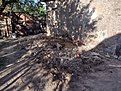 Натиснете снимката за да я уголемите

Име:IMG_20210507_183705422_HDR.jpg
Прегледи:1712
Размер:823.6 КБ
ID:6862575