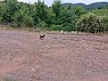 Натиснете снимката за да я уголемите

Име:20220813_160152.jpg
Прегледи:257
Размер:527.5 КБ
ID:6892091