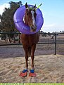 Натиснете снимката за да я уголемите

Име:goggles-horse-literalism-sea-4712821760.jpeg
Прегледи:225
Размер:50.5 КБ
ID:6973707