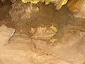 Peshtera Qgodinska (13)