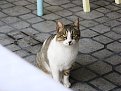 Котарак