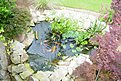 koi pond