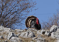Skaklya0035