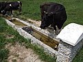 най сериозните офроудаджии , ма не пиха , че имало катаджии в гората