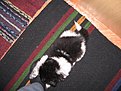 IMG 1452