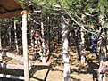 IMG 1480