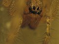 IMG 0210a