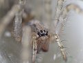 IMG 0253a