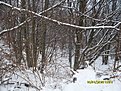 SDC10474