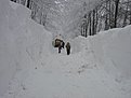 През лавината под Пършевица