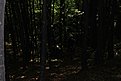 DSC 4554