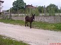 DSC04241
