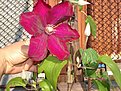 house and garden 111