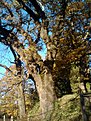 IMG 20101023 170313