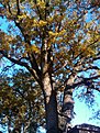 IMG 20101023 170835
