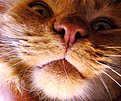 кевин