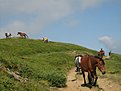 IMG 7442