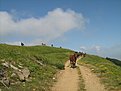 IMG 7441