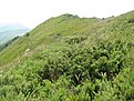 IMG 7464