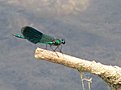 IMG 0053a